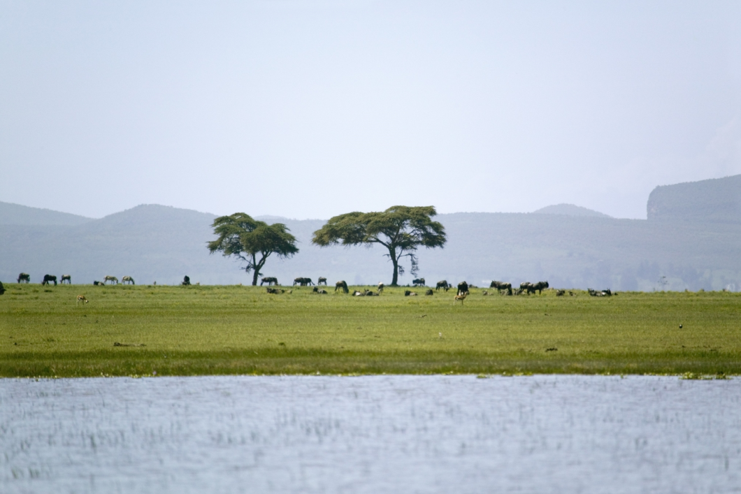 Du Lịch Đông Phi: Kenya - Tanzania - Mùa Đại Di Trú - Khoảnh Khắc Lịch Sử (Bay Hàng Không 5 Sao Qatar Airways)