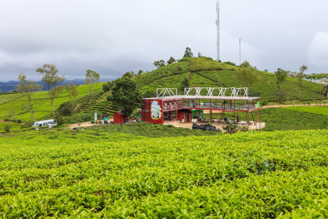 Du Lịch Đà Lạt: Quê Garden - Đồi Chè Cầu Đất - Mongo Land