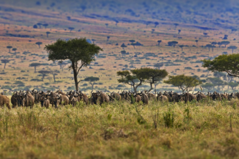 Du Lịch Đông Phi: Kenya - Tanzania - Mùa Đại Di Trú - Khoảnh Khắc Lịch Sử (Bay Hàng Không 5 Sao Qatar Airways)