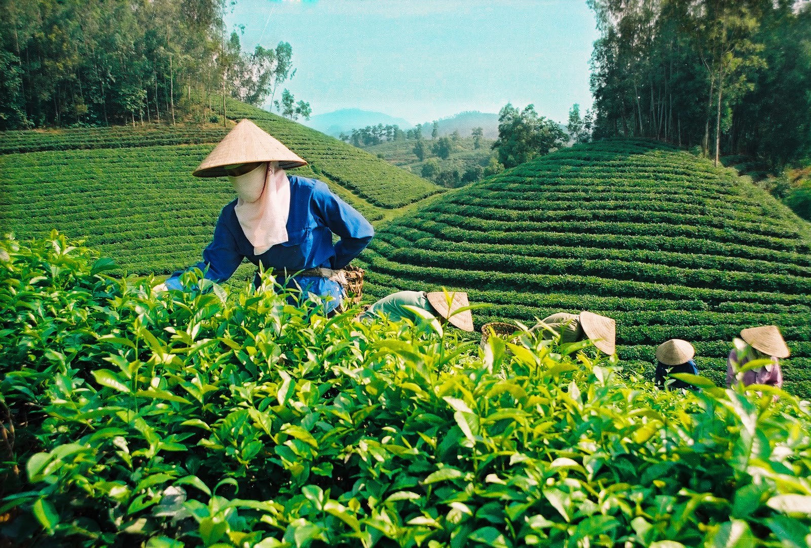 Mạng bán tour du lịch trực tuyến hàng đầu tại Việt Nam | BenThanh Tourist