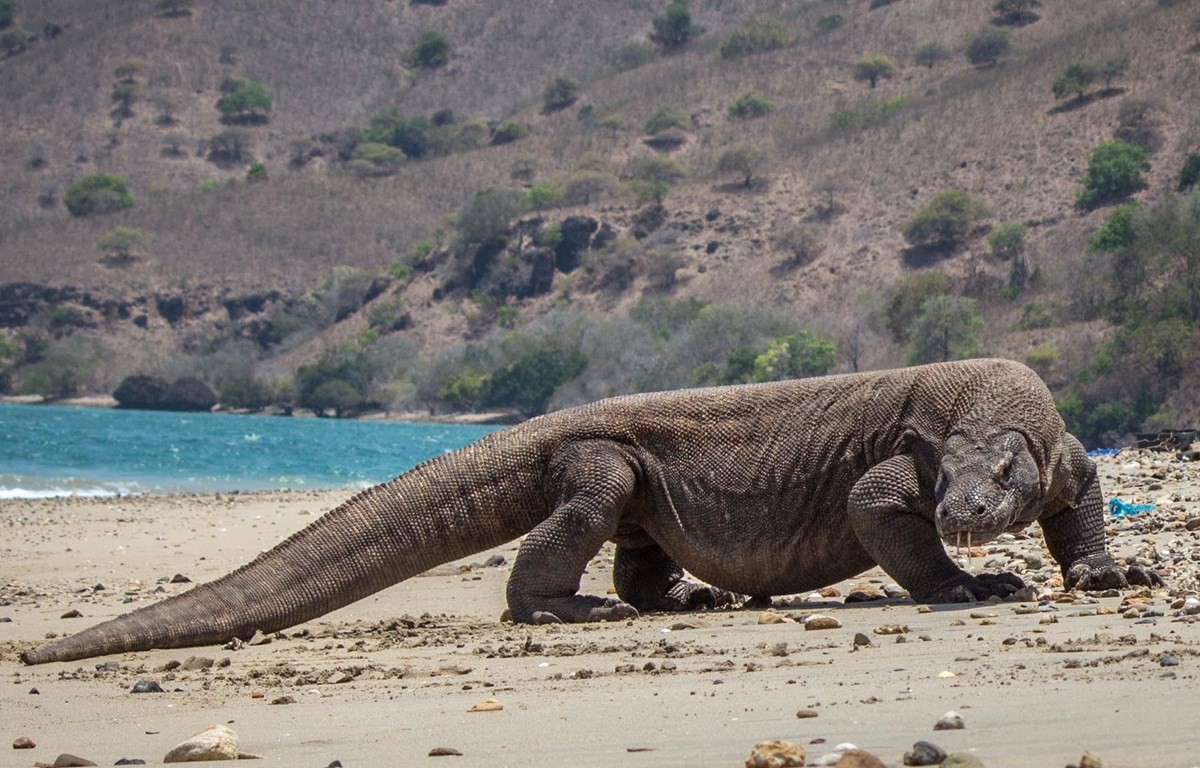 rồng komodo